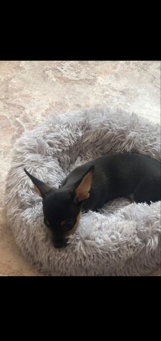 Лежак лежанка кругла хутряна бублик 55 см.