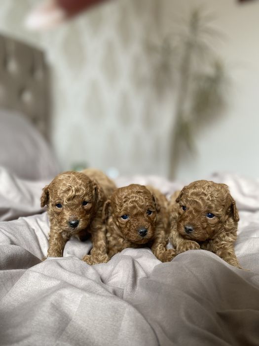 Продаються той-пудель  Івано-Франківськ