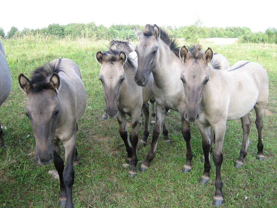 Konik polski - klacz z rzadkiej linii w programie