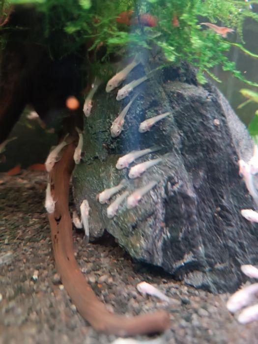 Sprzedam glonojady L144 snow white