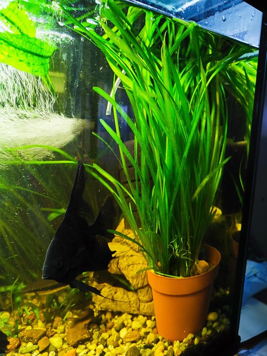 Duży zestaw nużeńca