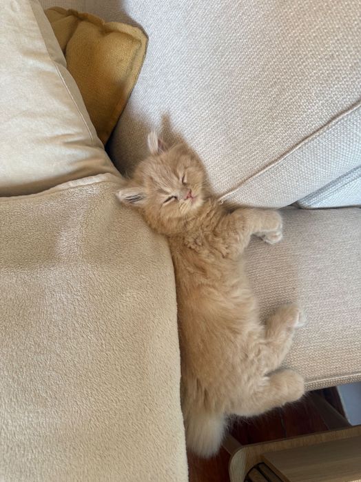 Gato macho para adopção