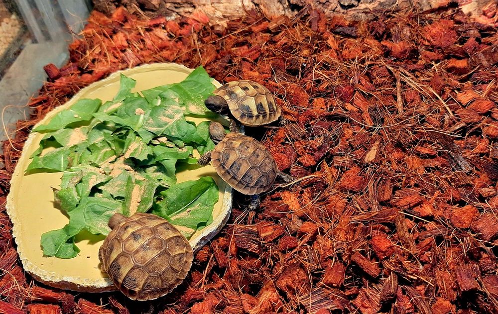 Żółwiki wodno-lądowe