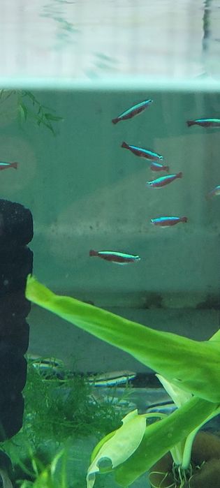Neon    czerwony