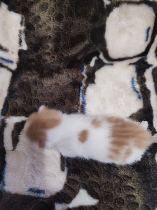 Кошенятко , хлопчик.