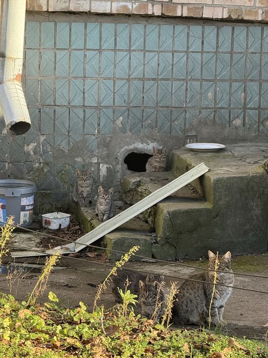 Кошенята Безкоштовно