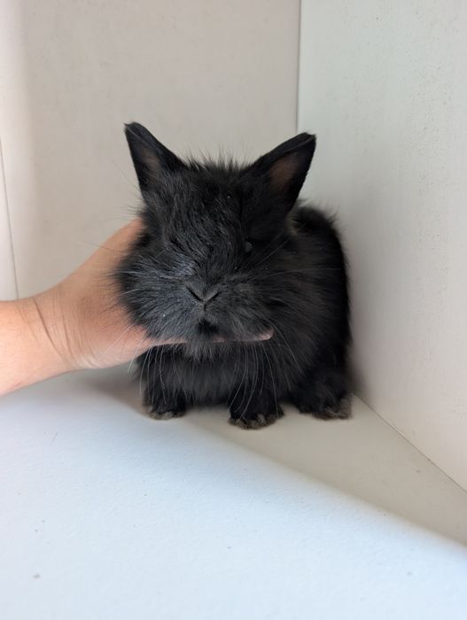 Królik karzełek, mini lop, miniaturka