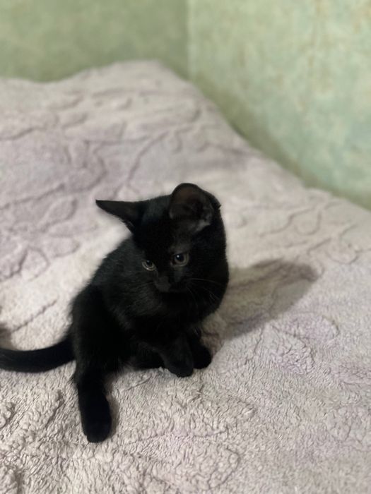 Котята 2 месяца