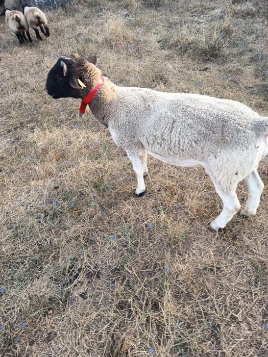 Para Mudar de pasto três Ovelhas  merino alemã
