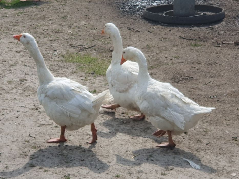 Sprzedam gęsi białe, karmione zbożem