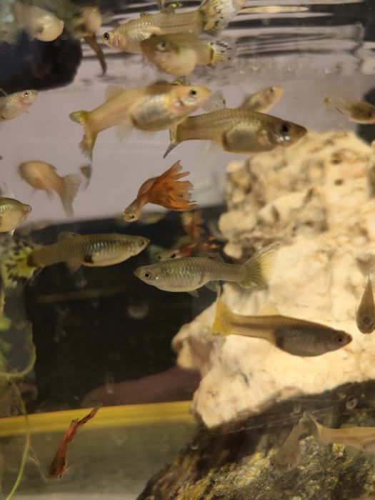 Zamienię gupiki mix