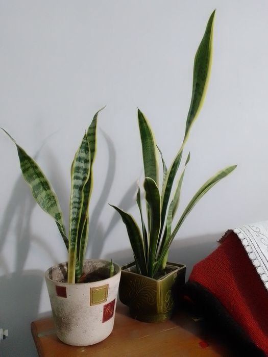 Сансеверія "Тещин язик"