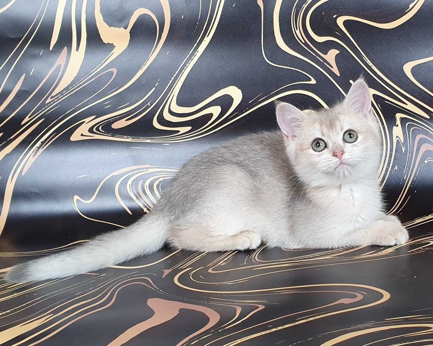 Холли -голубая золотистая шиншилла