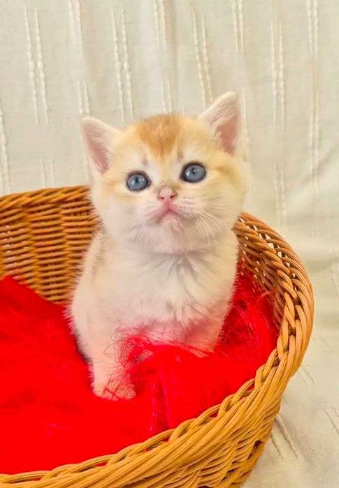 Шотландские котята (ЗОЛОТАЯ ШИНШИЛЛА)