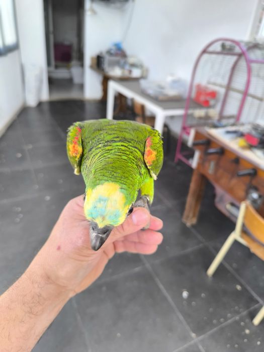 Papagaio Amazona aestiva
