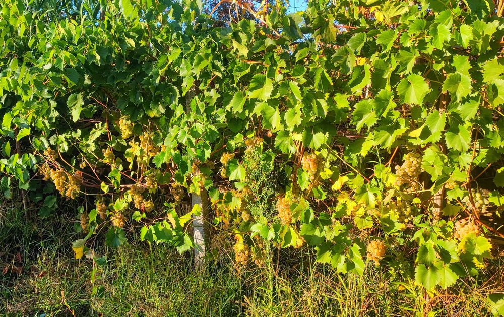 Vides de Videira para Plantar - Uva Vinícola