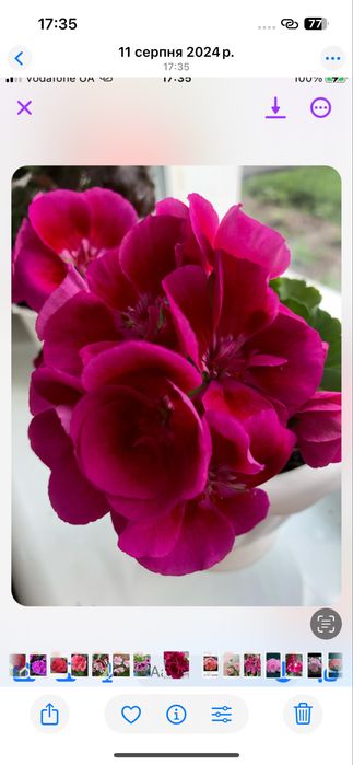 Кімнатна краса для душі