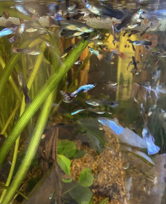 Guppies/Guppys machos e femeas
