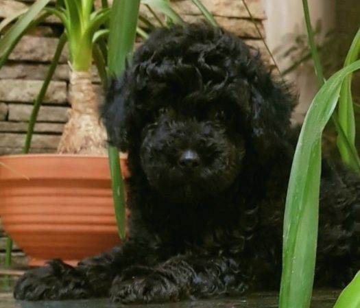 Той пудель чорний агат. Вірний товариш.