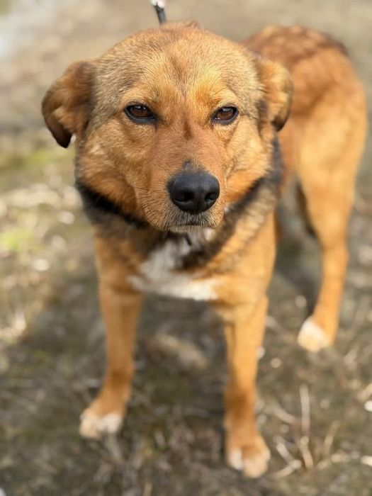 Pies z historią chwytającą za serce !!