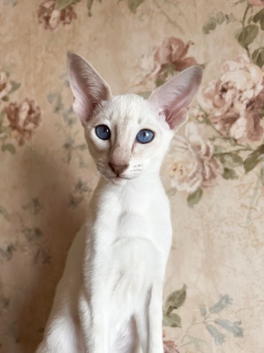 Орієнтальні дівчата, 3 місяці