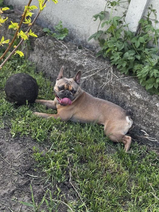 Вязка. Французский бульдог