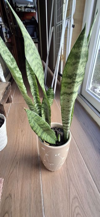 Uma planta sāo jorge com vaso de Ceramica altura 69 cms