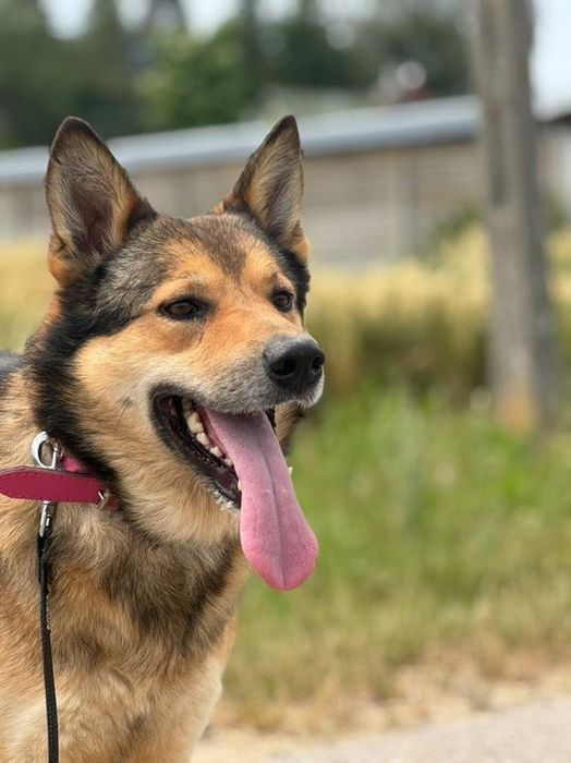 Energiczny psiak Gringo szuka domu