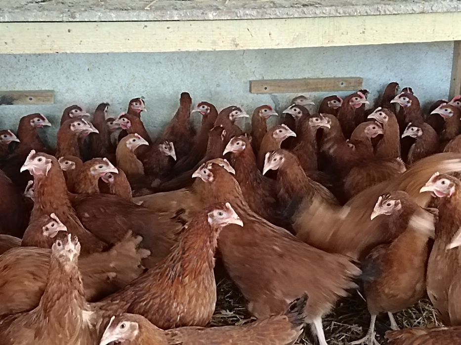 Kura kury nioska nioski Rossa