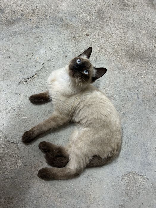Gatinho para adocao