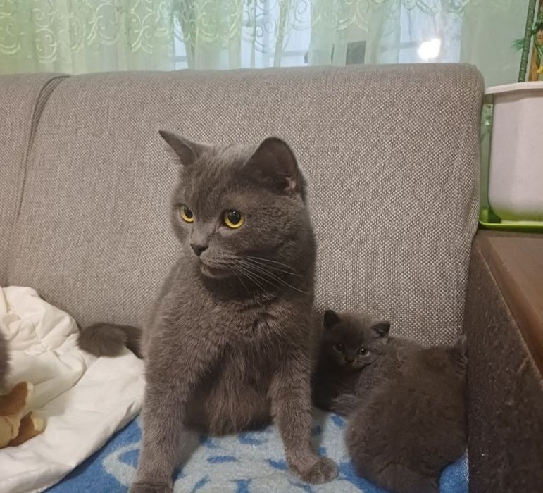 Бронь. Шотландские котята.