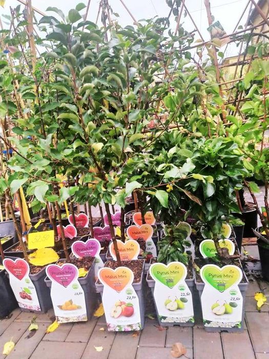 Kupuję sadzonki drzew owocowych i roślin ozdobnych