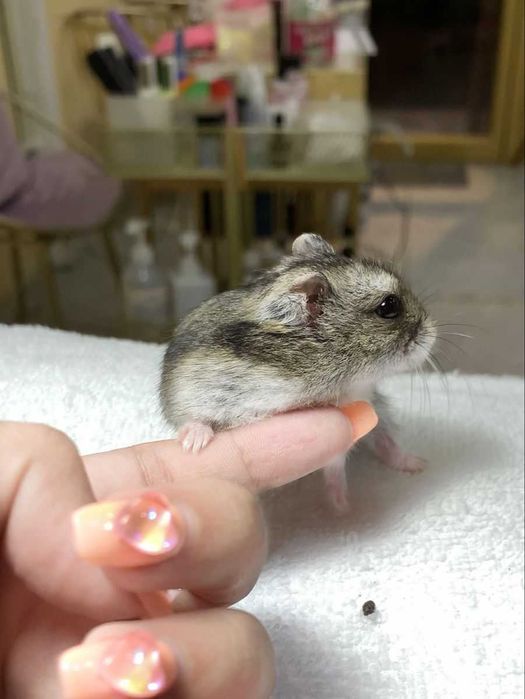 Хом’ячки малеча ручні, домашній міні хом’як, хом’ячата джунгаріки