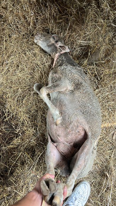 Ovelha prenha 2 meses