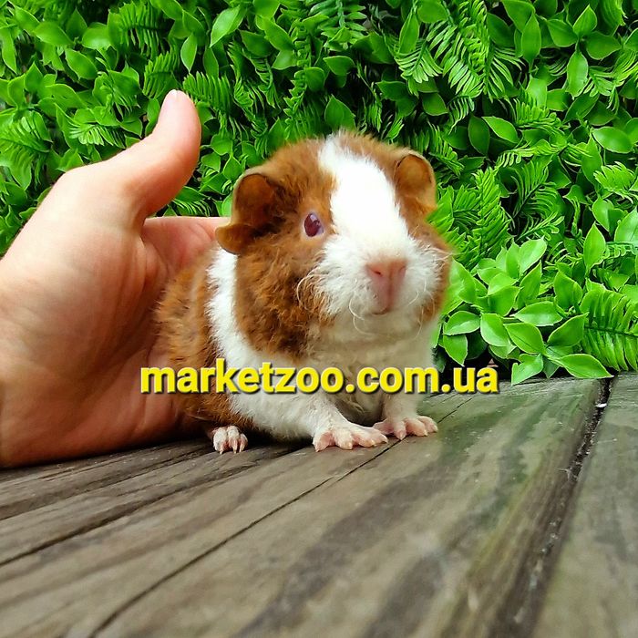 Морская морська свинка морские морськi свинки агутi агути теддi тедди