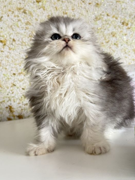 Femea scottish fold