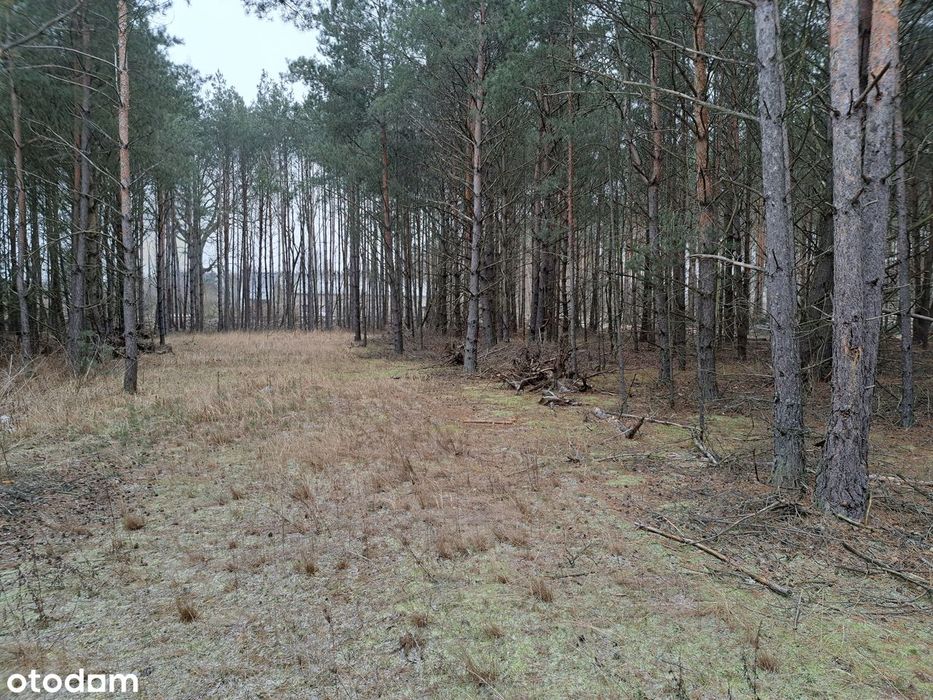 Puszcza Notecka Tanie działki budowlane bezpośrednio 50km od Poznania