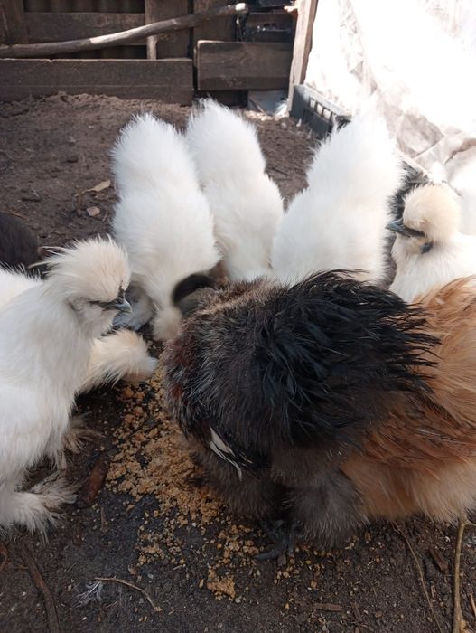 Vendo panduanas camursa e sedosa do Japão