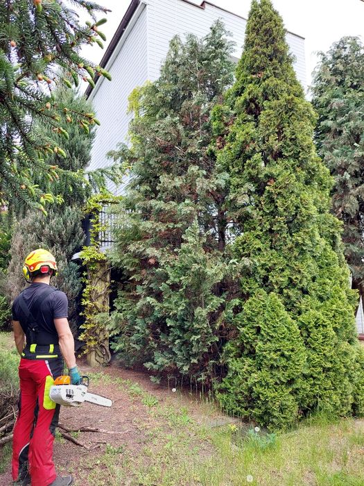 Wycinka, pielęgnacja drzew i zieleni