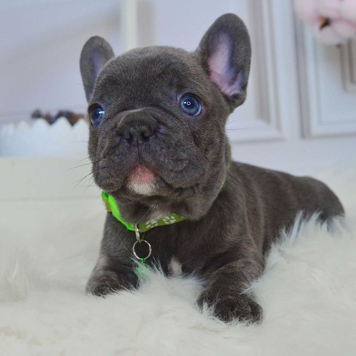 Казкові крихітки у пошуках люблячих родин!