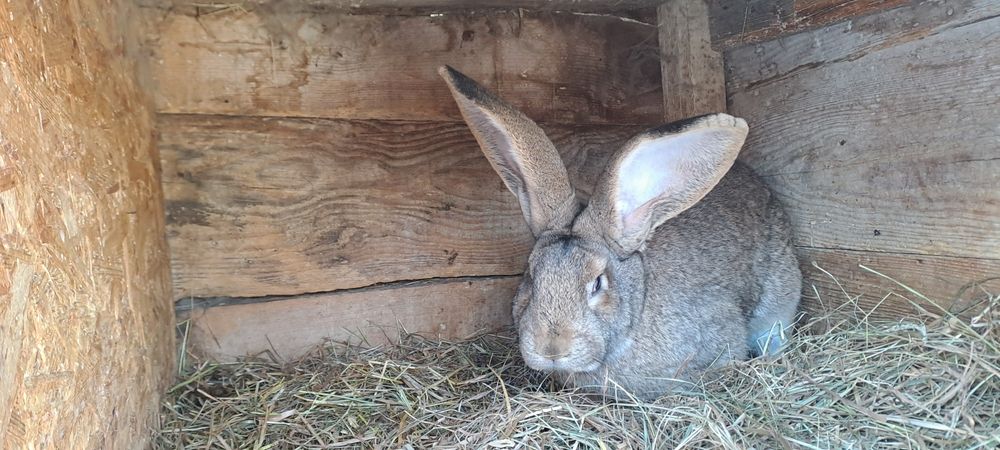 Króle mieszańce po olbrzymach belgijskivh