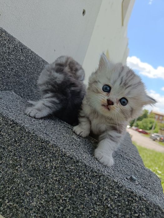 Девочка скоттиш-страйт