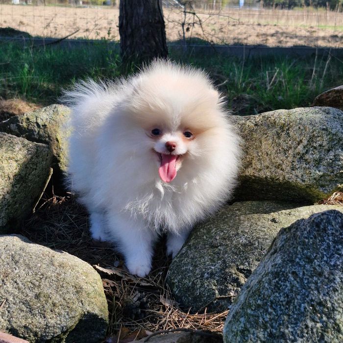 pomeranian szpic