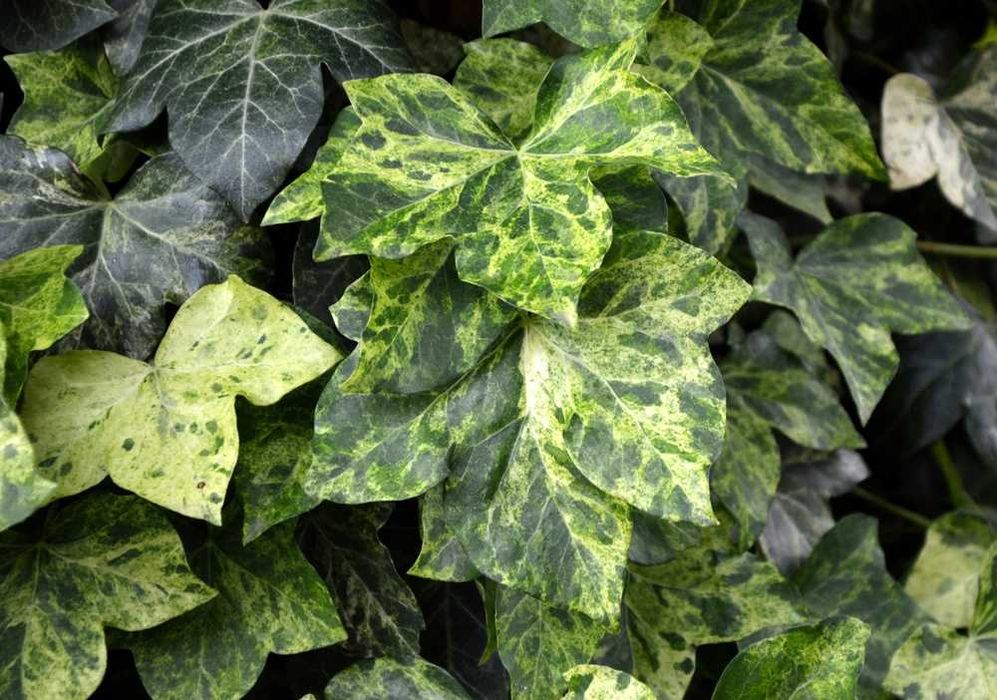 Bluszcz pospolity Profesor Seneta -Hedera Helix 02