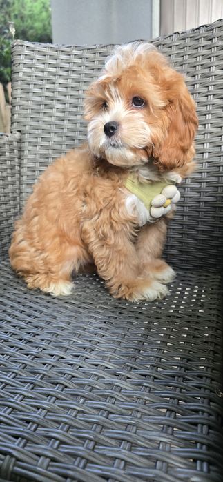 Cavapoo / chłopiec