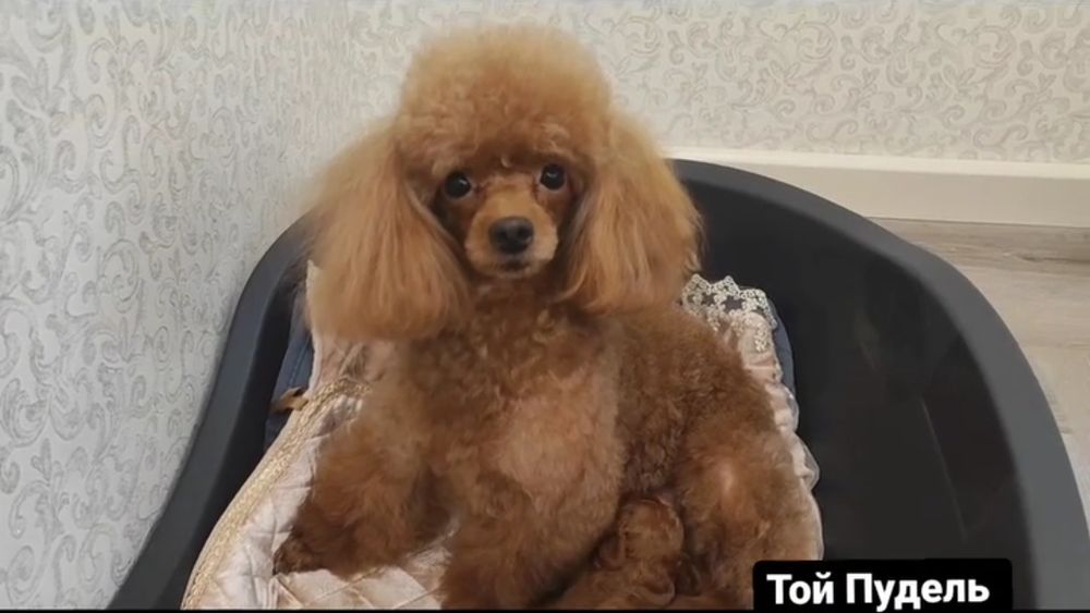 Дівчинка Ніка має добру вдачу