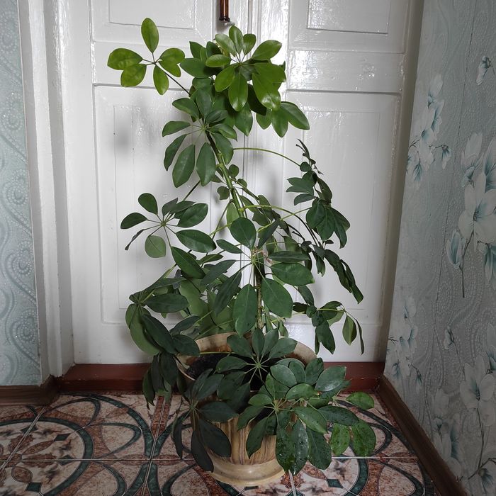 Продам вазон ШЕФФЛЕРА