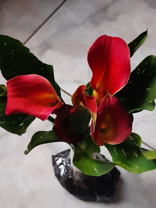 Елегантні кали з красивими квітами