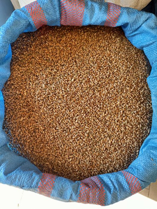 Pszenica ozima, zbiór 2025