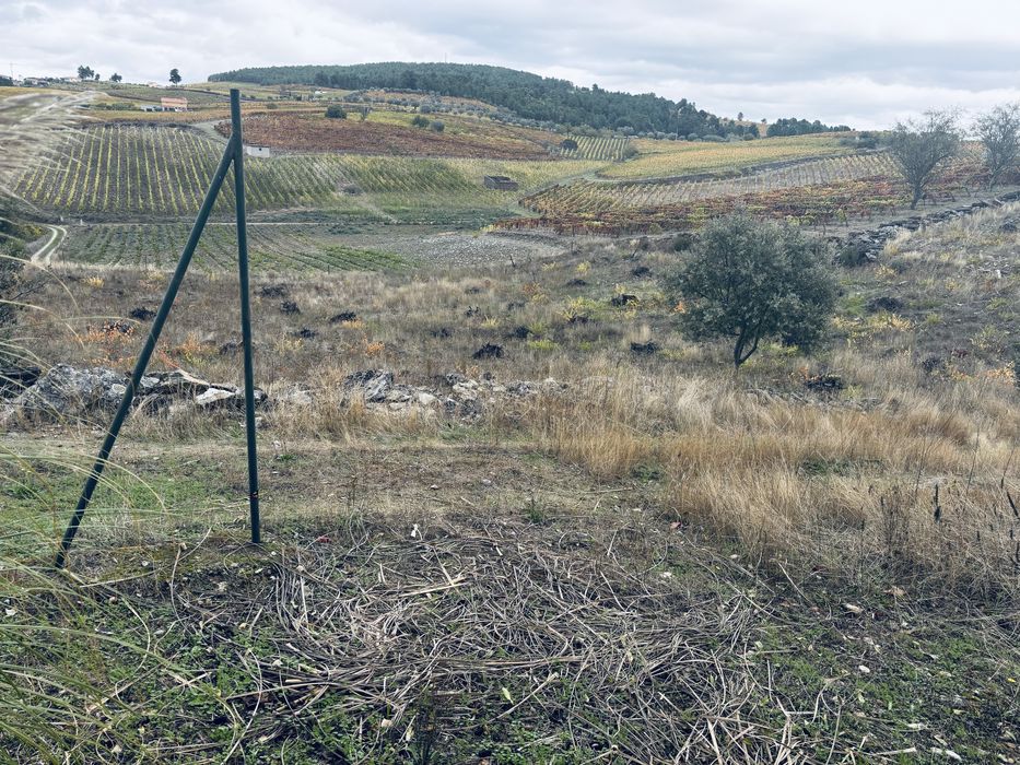 Terreno rústico castedo do douro